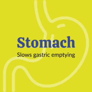 Stomach - Slows gastric emptying