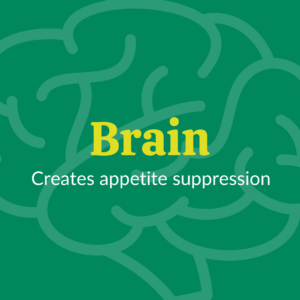 Brain - Creates appetite suspression